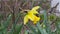 Yellow narcissus flowers on a green plantÂ background